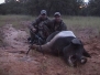 1/2 Ton Texas Boar
