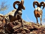 Desert Big Horn Sheep