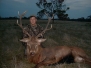 Red Stag Australia 